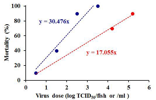 Pathogenicity of VHSV against Japanese flounder. Correlation between fish mortalities and challenge VHSV doses. Fish reared at 15℃ were challenged with VHSV at different doses by intramuscular injection (blue closed circles) and by immersion route (red closed circles). The blue and red broken lines indicate regression lines for the mortality rate and viral doses by IM injection or immersion route, respectively.