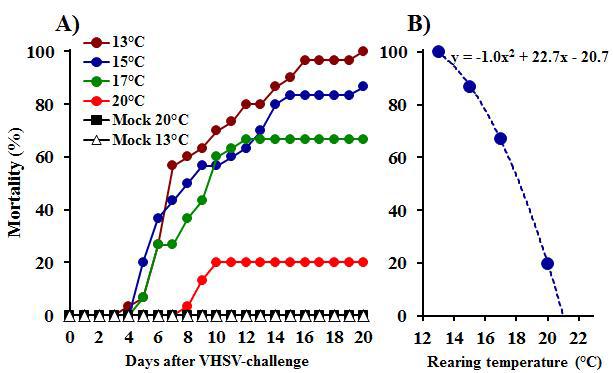 Pathogenicity of VHSV against Japanese flounder. Correlation between fish mortalities and fish rearing temperature. Fish reared at different temperatures, 13, 15, 17, and 20℃, were challenged by IM injection with VHSV at a dose at 104.0 TCID50 fish-1.