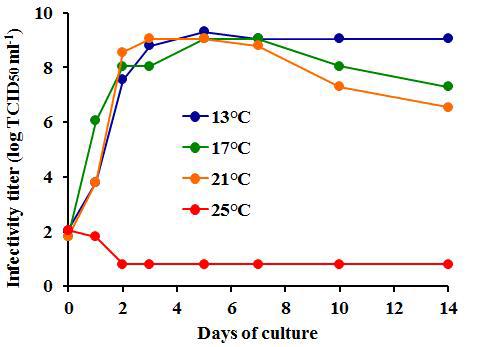 Multiplication curves of VHSV cultured with FHM cells at different temperatures. FHM cells seeded in culture flask were inoculated with 100 TCID50 of VHSV and cultured at 13, 17, 21, and 25℃. Portion of culture fluid was sampled on the appropriate days to monitor changes in VHSV infectivity titer.