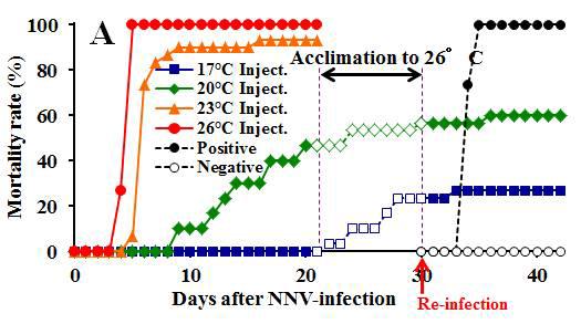 Mortalities of fish at different fish rearing temperatures; 17, 20, 23, and 26℃. Fish were infected with NNV at 104.3 TCID50 fish-1 by IM injection. The closed symbols from days 0 to 21 indicate mortalities due to the 1st infection with NNV, open symbols from days 21 to 30 indicate mortalities during fish acclimation from each temperature to 26℃, the optimum temperature for NNV onset, and the closed symbols from days 31 to 42 indicate mortalities due to the 2nd infection with NNV at 104.3 TCID50 fish-1 by IM injection.
