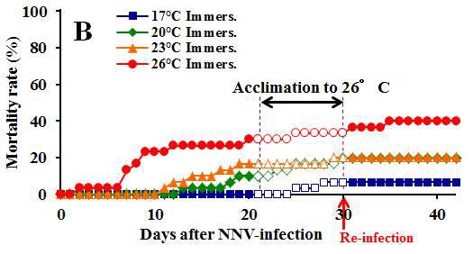Mortalities of fish at different fish rearing temperatures; 17, 20, 23, and 26℃. Fish were infected with NNV at a dose at 105.3 TCID50 mL-1 by immersion. The closed symbols from days 0 to 21 indicate mortalities due to the 1st infection with NNV, open symbols from days 21 to 30 indicate mortalities during fish acclimation from each temperature to 26℃, the optimum temperature for NNV onset, and the closed symbols from days 31 to 42 indicate mortalities due to the 2nd infection with NNV at 104.3 TCID50 fish-1 by IM injection.