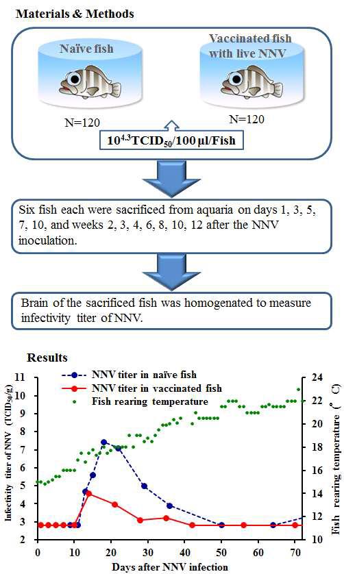 Kinetics of nervous necrosis virus (NNV) infectivity in sevenband grouper vaccinated with and without NNV live vaccine at low temperature. Fish were inoculated intramuscularly with NNV at 104.3 TCID50/fish and reared under the natural water temperature for 72 days.