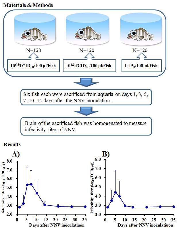 Kinetics of nervous necrosis virus (NNV) infectivity and NNV-specific antibodies in sevenband grouper surviving a natural NNV infection. Fish were inoculated intramuscularly with NNV at 106.3 or 104.3 TCID50/fish and reared at 27℃ for 35days.