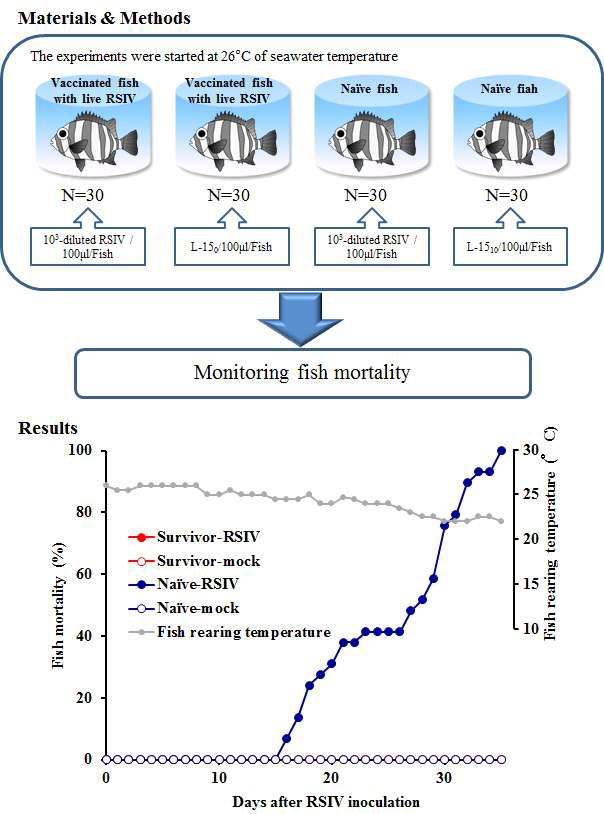 Mortality curves of rock bream surviving the primary red seabream iridovirus (RSIV) inoculation after re-challenge with homologous RSIV. Fish surviving the RSIV- and mock-inoculations were subjected to re-challenge with 100 ul of the RSIV stock solution diluted 103-fold with L-15 medium.