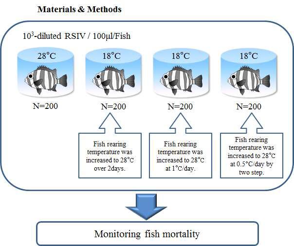 Methodology for effect of increasing water temperature on mortality of fish in the early stage of red seabream iridovirus (RSIV) infection. Fish were inoculated with 100ul of the RSIV stock solution diluted 103-fold with L-15 medium, and reared at 18℃.