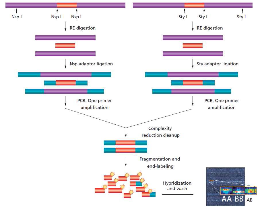 Affymetrix® Genome-Wide Human SNP Array 5.0/6.0의 실험 개요