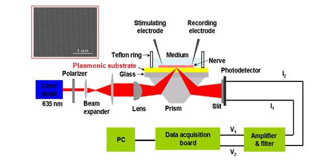 고감도 플라즈모닉 기판을 이용한 신경신포의 광학적 검출 실험 구성도