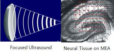 다채널 고집중 초음파를 이용한 다 채널 MEA 기반의 초음파 신경조율 실험