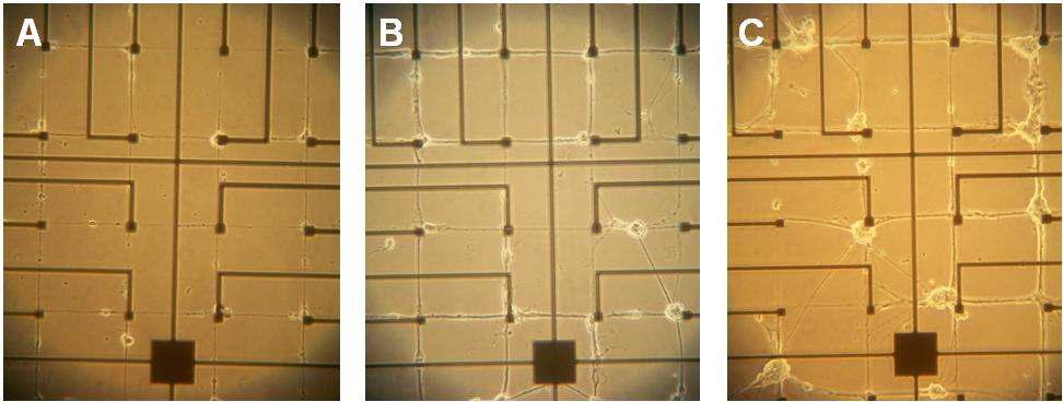 MEA 위에 다양한 밀도로 패터닝된 신경회로망[Jun et al., 2007]:(A)100 cells/mm2 (B)200 cells/mm2 (C)400 cells/mm2