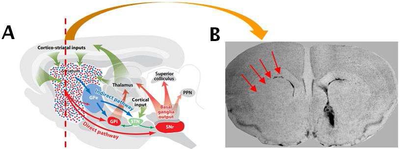 LTD를 야기하는 신경전달경로인 Corticostriatal Pathway: (A)Rat Brain에서의 도파민의 신경전달경로를 도식적으로 나타낸 그림[Gerfen et al., 2011] (B)Corticostriatal LTD를 야기하는 영역의 Rat Coronal Brain Slice