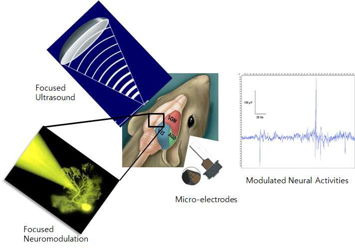 소동물(쥐)의 뇌에서 고집중 초음파 자극을 가하여 신경조율을 유도하고, 침습형 MEA를 사용하여 신경조율 기전을 연구