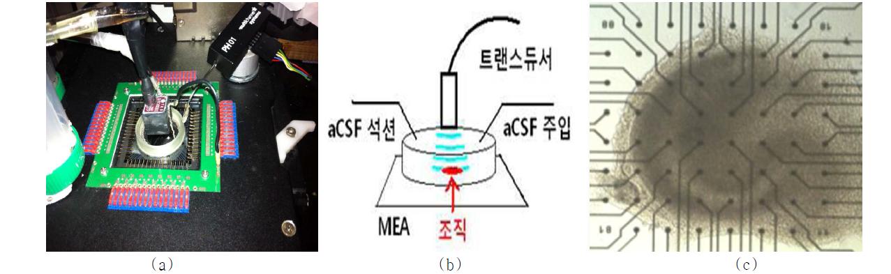 (a) MEA array와 트랜스듀서 셋팅 모식도 (b) 실제 실험 셋팅 환경 (c) MEA array 위의 신경세포