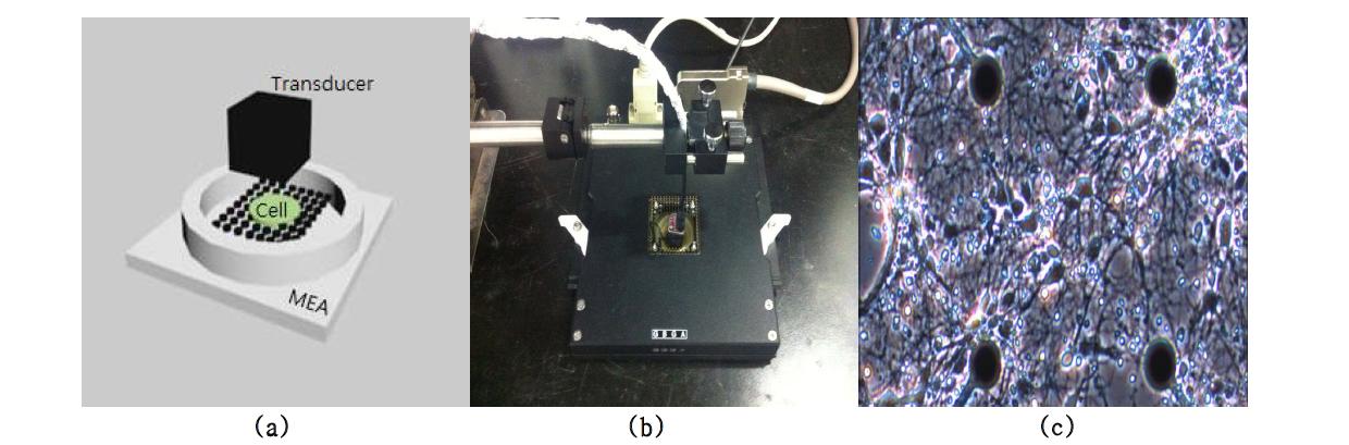 (a) MEA array와 트랜스듀서 세팅 모식도 (b) 실제 실험 세팅 환경 (c) MEA array 위의 신경세포