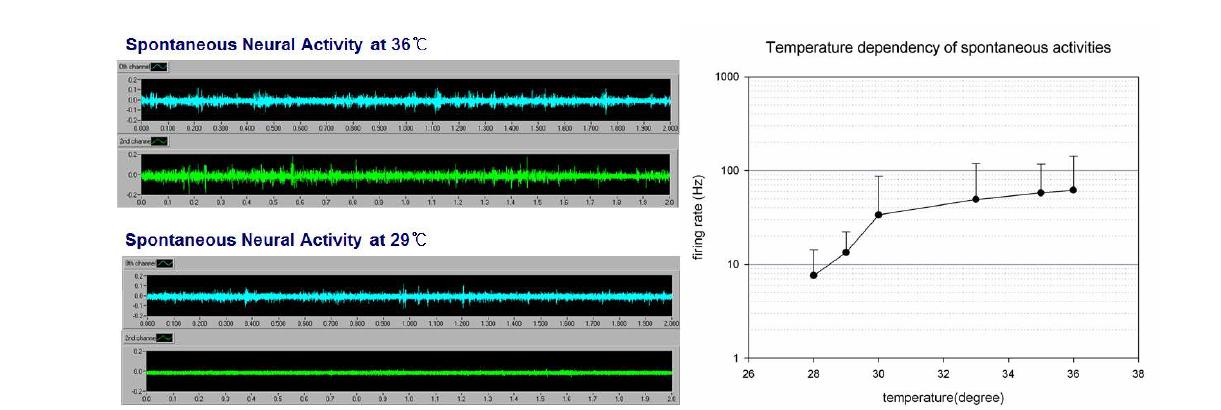 온도변화에 따른 배양된 신경세포의 자발적 활동전위 발화율 변화