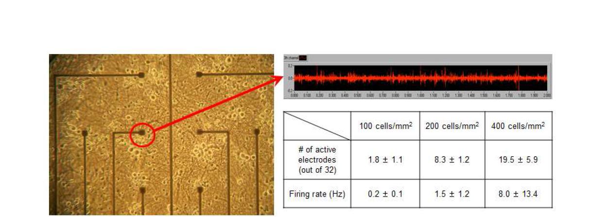MEA위에 각기 다른 밀도로 배양된 신경세포가 발생하는 자발적 활동전위의 발화율