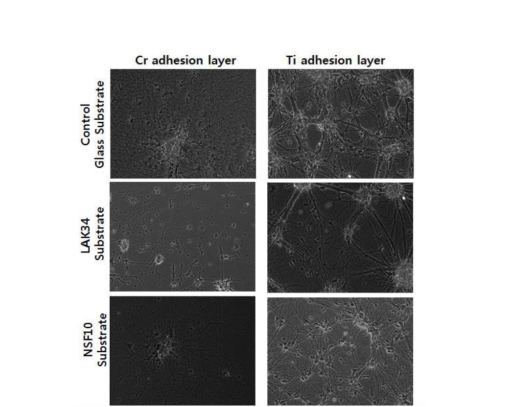 다양한 SPR 측정용 유리박막 위에 adhesion layer로 Cr과 Ti을 사용하여 gold 박막을 증착한 후, 1주일간 세포를 배양한 결과