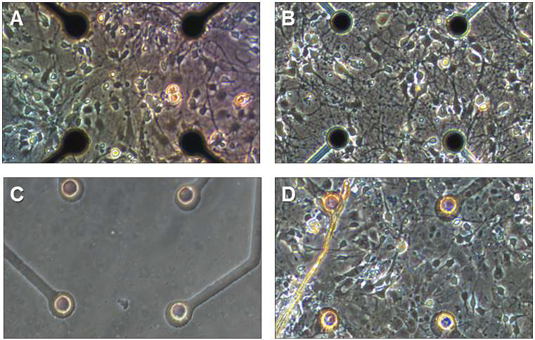 (a) 금속선 및 금속 전극으로 이루어진 MEA에 배양된 신경세포, (b) ITO선과 금속전극으로 이루어진 상용 MEA에 배양된 신경세포, (c) ITO 도선과 전극, SU-8 절연막으로 이루어진 투명전극 (d) ITO 투명 MEA에 배양된 신경세포