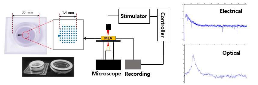 신경 네트워크의 전기฀광학적 동시측정을 위해 개발된 다채널 MEA 기판 및 신경신호 측정 실험