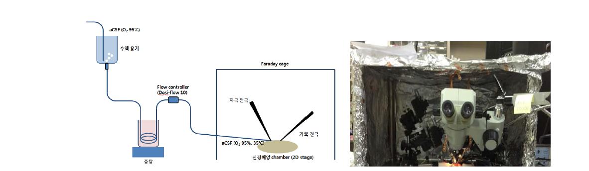 신경조직에 대한 전기자극 및 기록을 위한 Ex-vivo 측정 시스템