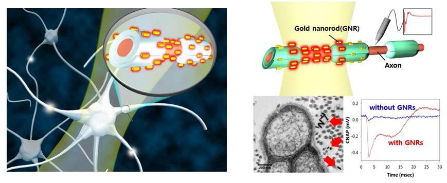 신경세포의 자극 및 신경신호 검출을 위한 금속 나노로드 기반의 in vivo 적외선 신경조율 기술