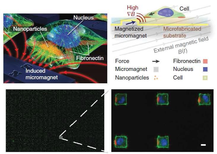세포 내부에 주입된 자기 나노입자가 외부 자기장에 의해 이동하여 세포 분화에 영향을 미치는 모습