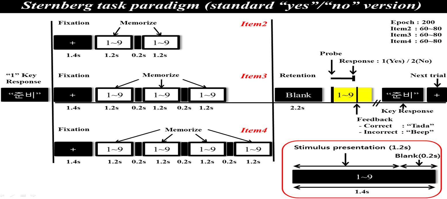 Sternberg working memory task paradigm