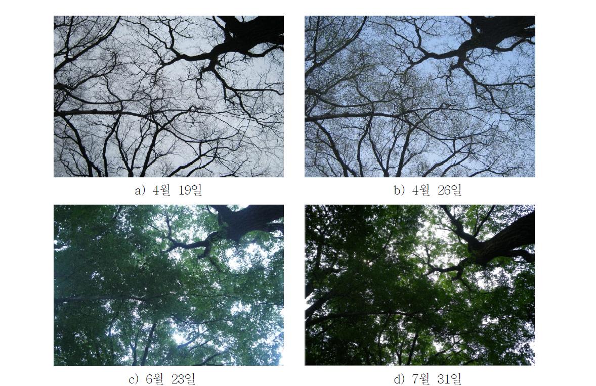 광릉 활엽수림 사이트에서 디지털 카메라를 통해 관측된 이미지