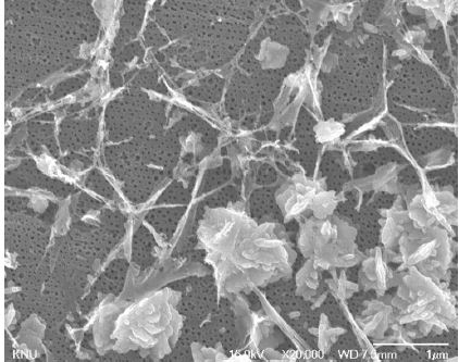 Figure 4. SEM image - CuO/AAO Dx2 catalyst Nomal condition