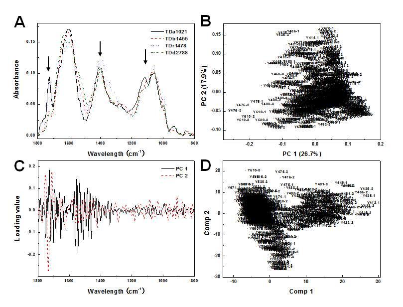 Multivariate analysis of FT-IR spectral data from 738 African yam tubers. (A) Representative FT-IR spectra of each line. (B) PCA score plot of FT-IR spectral data. (C) Loading values of PC 1 and PC 2. (D) PLSDA score plot of FT-IR spectral data.