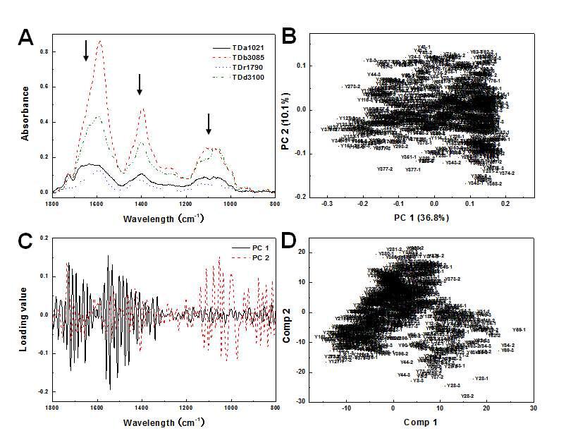 Multivariate analysis of FT-IR spectral data from African yam stem samples. (A) Representative FT-IR spectra of each line. (B) PCA score plot of FT-IR spectral data. (C) Loading values of PC 1 and PC 2. (D) PLSDA score plot of FT-IR spectral data.