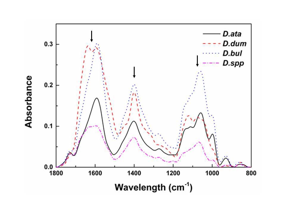 Representative FT-IR spectral from African yam tubers. FT-IR spectral ranges showed quantitative information of protein/amide I, II (1500-1700cm-1), phosphodiester group(1300-1500cm-1), and sugar compound(950-1100cm-1). Solid or dotted lines and abbreviations represent each African yam species. D.ata: Dioscorea alata; D .dum: Dioscorea dumetorum; D.bul: Dioscorea bulbifera; D.spp: Dioscorea spp. Arrows indicate the FT-IR regions showing significant spectral variations between African yam samples.