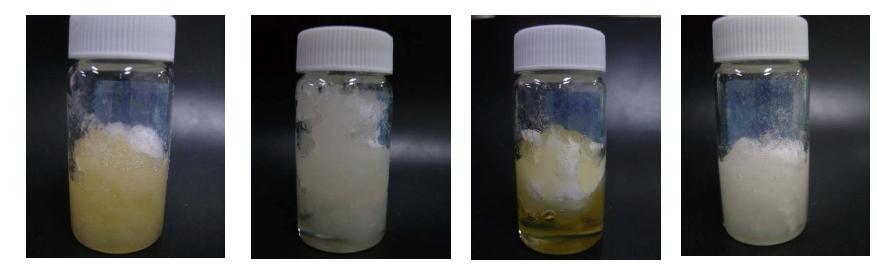 100oC에서 1시간 교반한 BKP의 상태: 왼쪽으로부터 AC, BC, OC, Me순임.