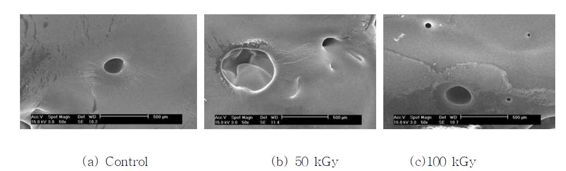 이온성 액체로(Me)부터 석출 재생된 셀룰로오스 단면에 대한 SEM(주사전자 현미경) 사진