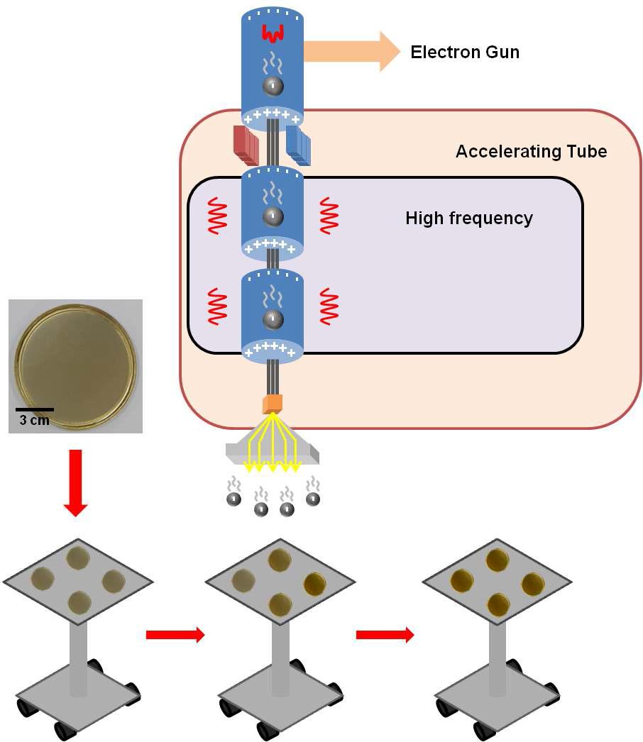 Apparatus for electron beam irradiation processing (EB Tech Co.) used in the present study.