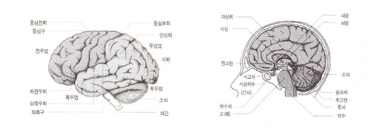 뇌의 구조