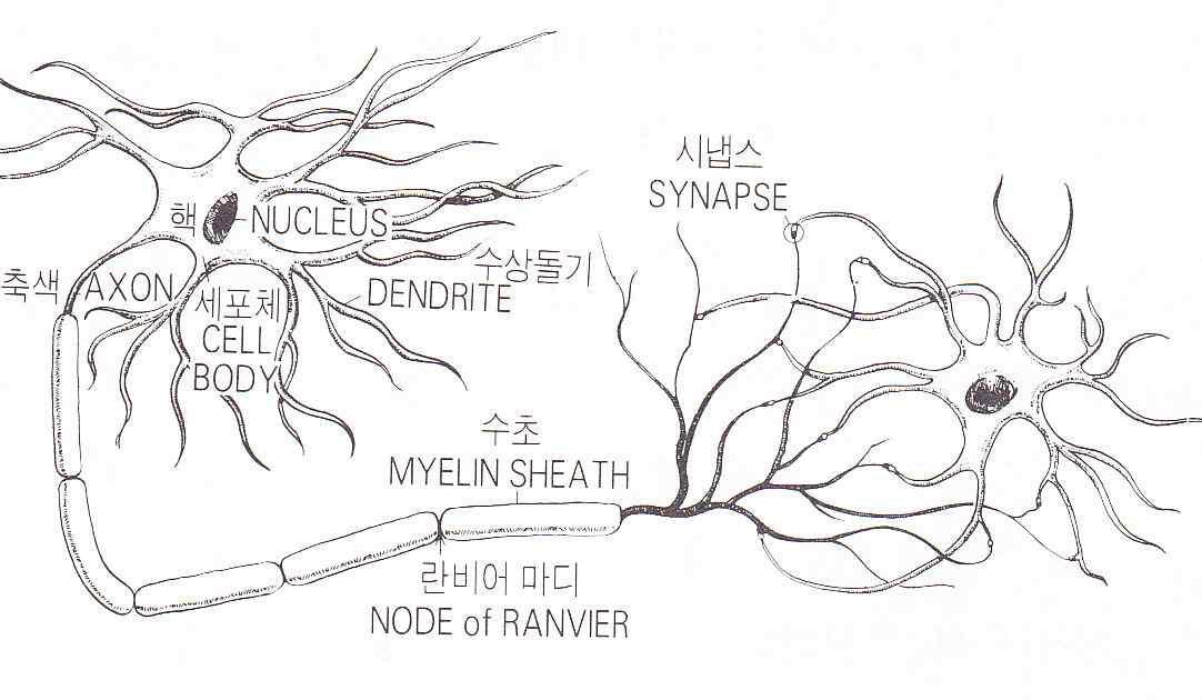 시냅스를 맺고 있는 두 개의 뉴런