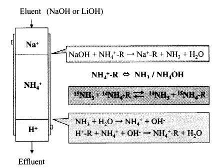 그림 3-11. 15N 동위원소 농축 이온교환반응