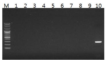 아가로즈 젤에서 확인한 염소 종 특이 마커의 PCR증폭 확인 (약 344bp) M: 100bp size marker, 1: 오리, 2: 닭, 3: 칠면조, 4: 돼지, 5: 사슴, 6: 개, 7: 말, 8: 양, 9: 소, 10: 염소