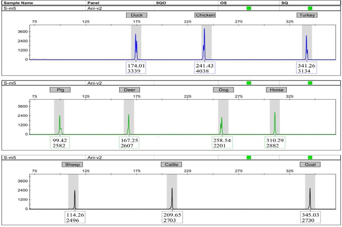 혼합시료 5를 통한 식육 종 판별 다중 증폭키트의 안정성 검증