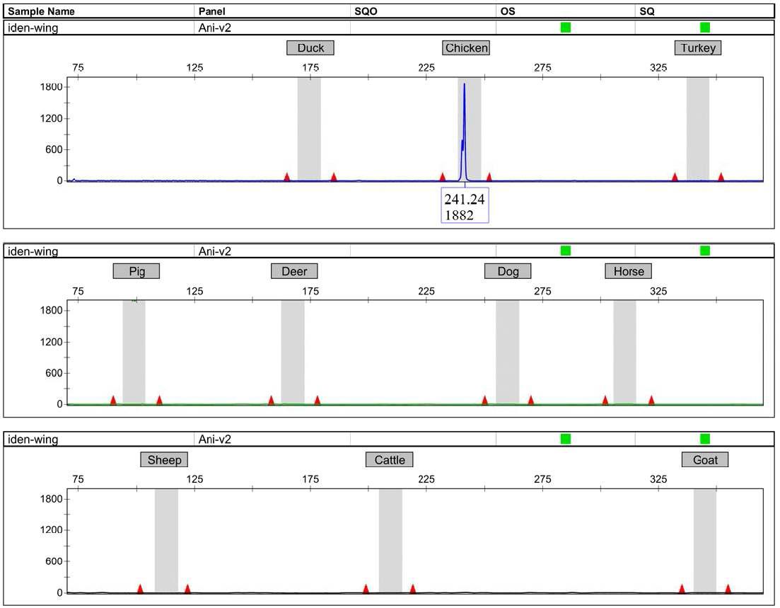 생물 종 판별 다중증폭 multiplex를 이용한 닭 날개의 검증