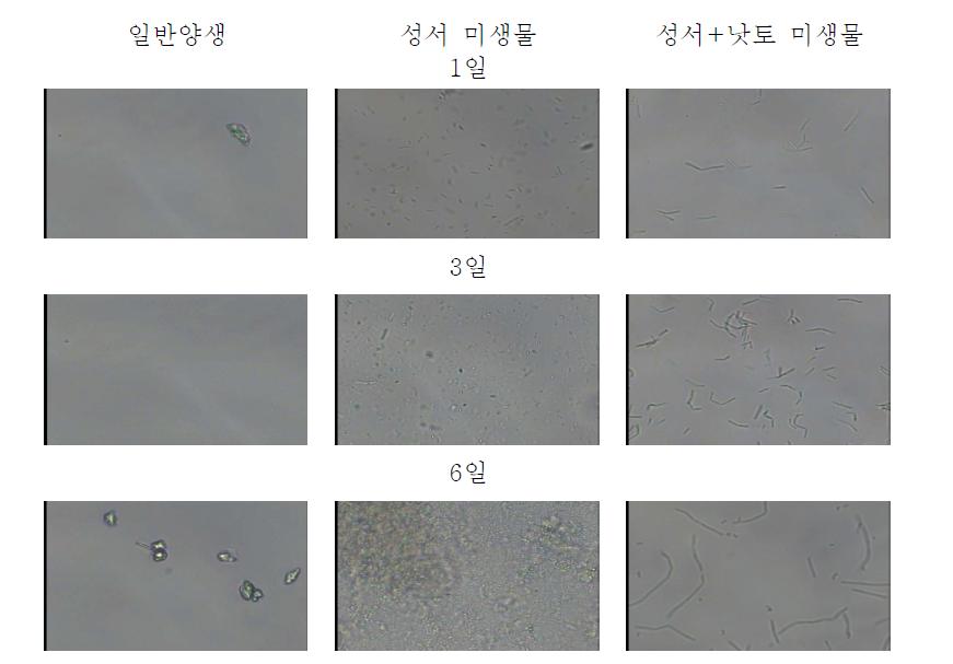 천연배지 미생물 증식 과정