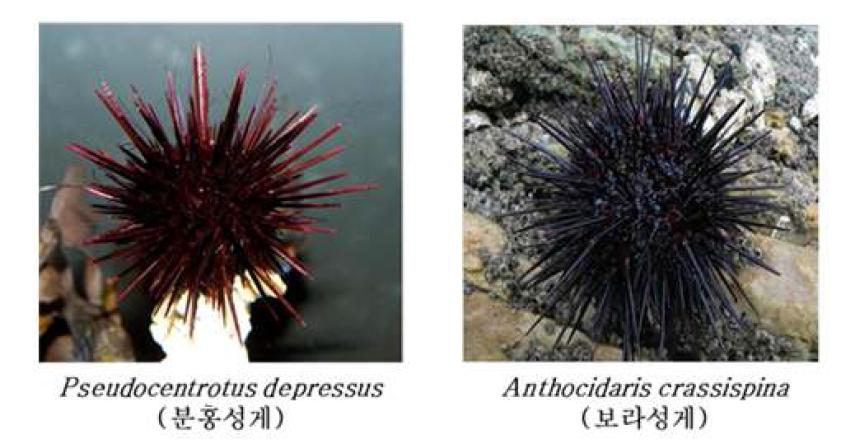[보고서]해적생물, 성게를 활용한 기능성 화장품 및 비누(천연비누)의 개발