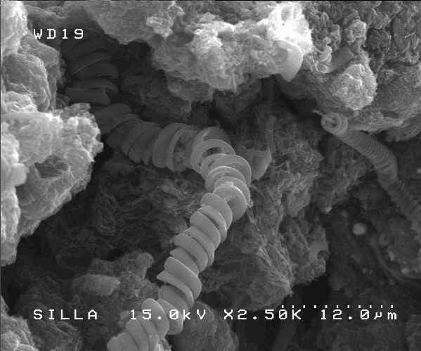 탄소 마이크로 코일과 PU 복합체 형성후 시트 단면 전자 현미경 사진