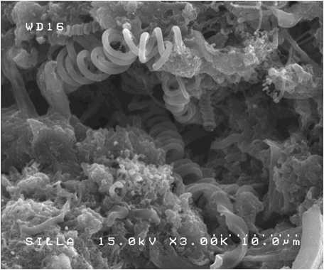 탄소 마이크로 코일, 탄소 나노코일과 PU 복합체 형성후 시트 단면 전자 현미경 사진