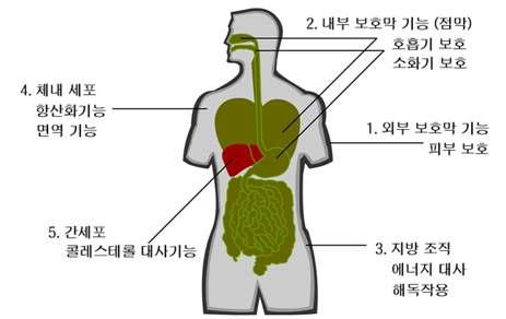 인체 내 분포되어있는 활성 스쿠알렌