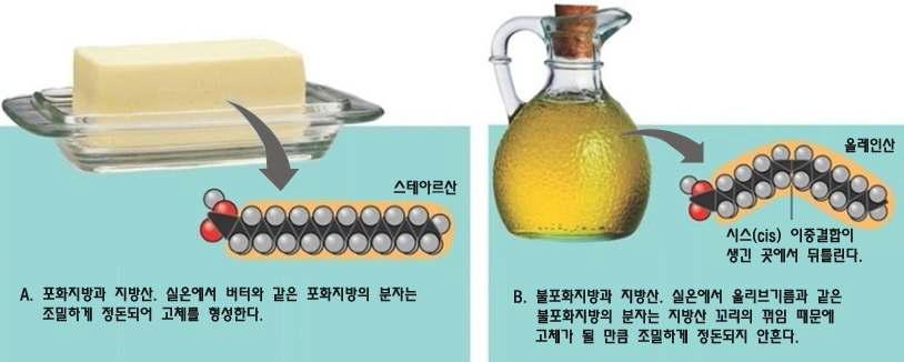 올레인산과 스테아르산의 구조