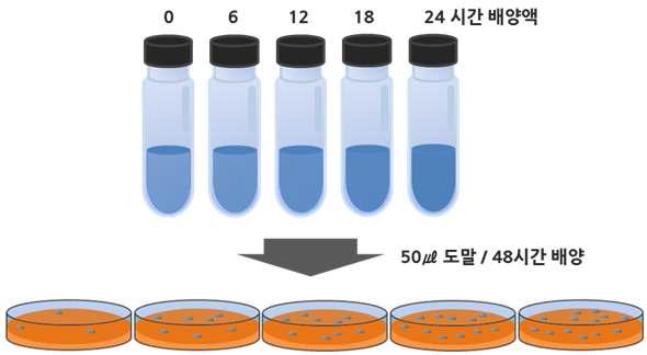 시간대별 균주 배양과 MBC 측정