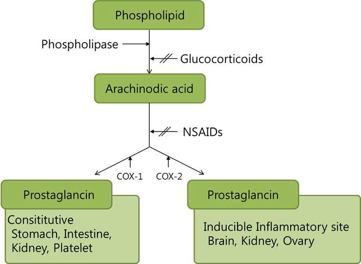 Pathway of cyclo-oxygenase/prostaglandin