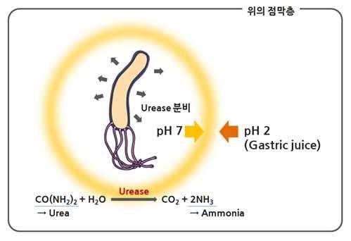 H. pylori 균주가 위산으로부터 생존하는 원리