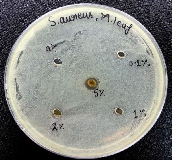 Agar diffusion assay to determine the antimicrobial efficacy of Metasequoia leaf extracts (0, 0.1, 1, 2 and 5%) against Staphylococcus aureus KCTC 1916.
